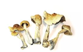 Here are the potential psychoactive benefits of magic mushrooms