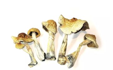 Here are the potential psychoactive benefits of magic mushrooms