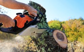 Tree Cutting in Gold Coast