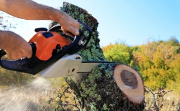 Tree Cutting in Gold Coast