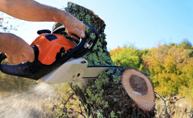 Tree Cutting in Gold Coast