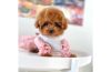 Are you looking for the best & smallest breed of dog