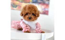 Are you looking for the best & smallest breed of dog