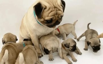 The Pleasure and Lowdown on Puppy Adoption