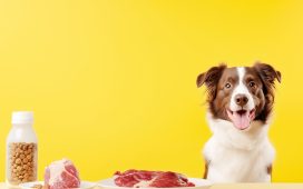 Healthy Eating Tips for Dogs of All Sizes