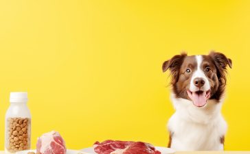 Healthy Eating Tips for Dogs of All Sizes