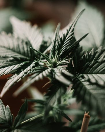 Where can you get same day weed delivery with discretion privacy quality