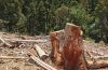 Reclaim Your Outdoor Space with Professional Gold Coast Stump Grinding Services