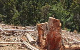 Reclaim Your Outdoor Space with Professional Gold Coast Stump Grinding Services