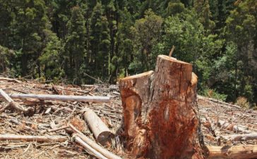 Reclaim Your Outdoor Space with Professional Gold Coast Stump Grinding Services