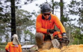 Say Goodbye to Unsightly Tree Stumps Enhance Your Outdoors with Stump Grinding in Gold Coast