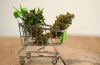 Where should you buy cannabis supplements for your good health