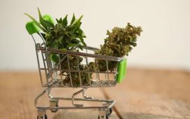 Where should you buy cannabis supplements for your good health