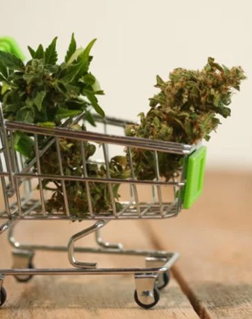 Where should you buy cannabis supplements for your good health