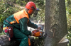 Expert arboriculture services can help you manage your trees efficiently and safely