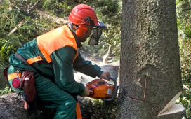 Expert arboriculture services can help you manage your trees efficiently and safely