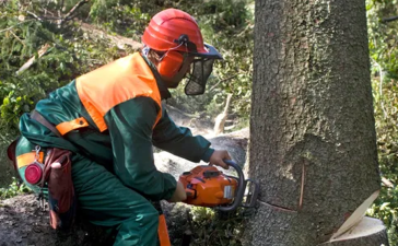 Expert arboriculture services can help you manage your trees efficiently and safely
