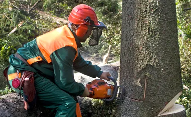 Expert arboriculture services can help you manage your trees efficiently and safely